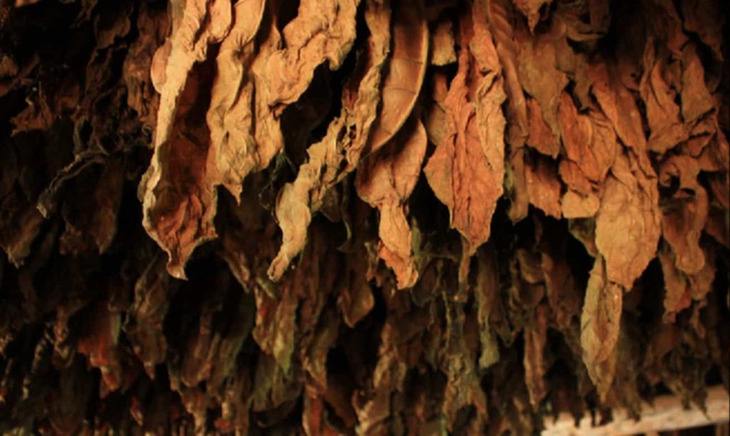 Fire-cured tobacco leaves hanging in a barn