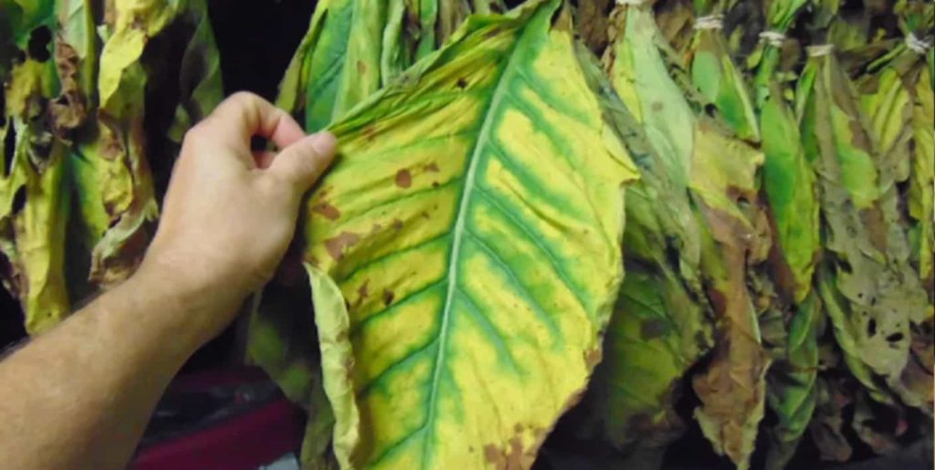 Close-up view of Burley Kentucky tobacco leaves